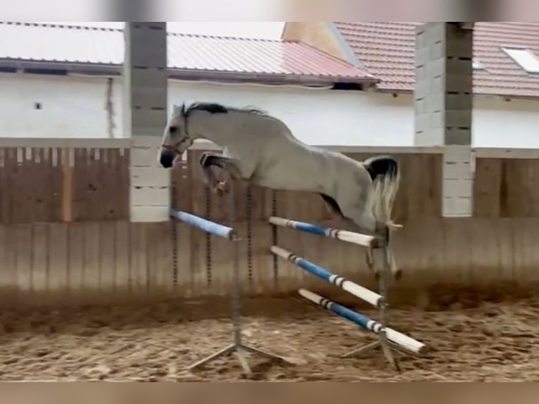 KWPN Caballo castrado 10 años 168 cm Tordo in Pelmberg