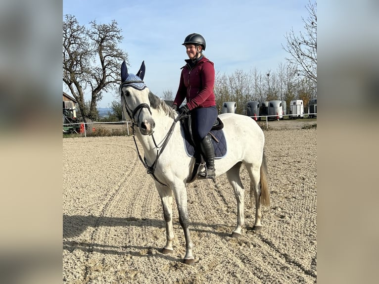 KWPN Caballo castrado 10 años 168 cm Tordo in Pelmberg