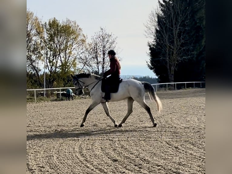 KWPN Caballo castrado 10 años 168 cm Tordo in Pelmberg