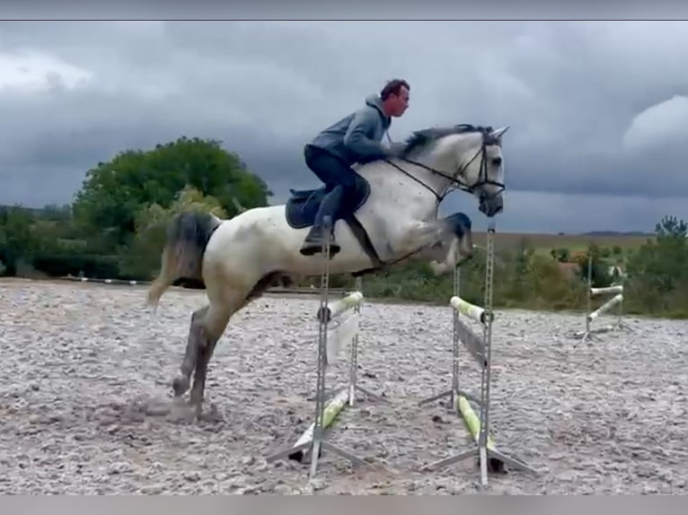 KWPN Caballo castrado 10 años 168 cm Tordo in Pelmberg