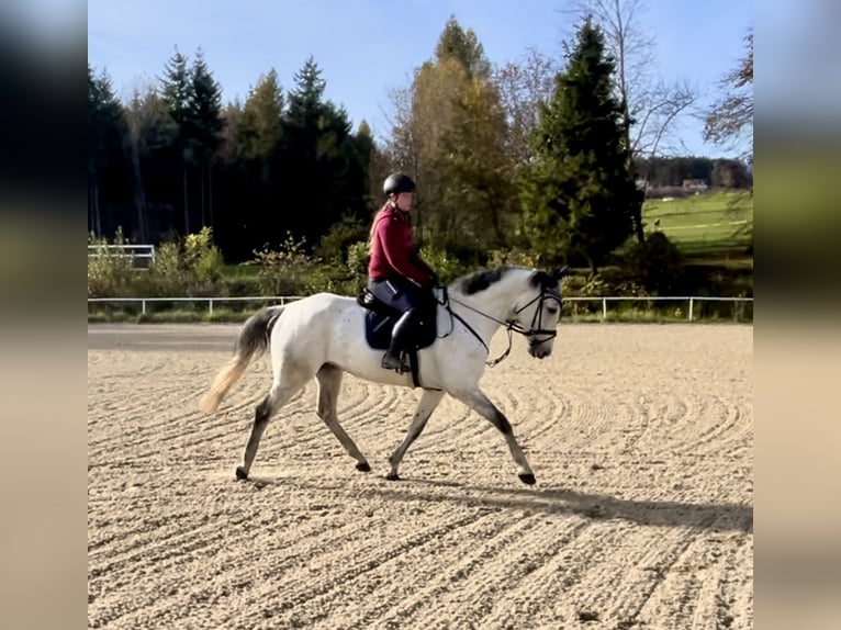 KWPN Caballo castrado 10 años 168 cm Tordo in Pelmberg