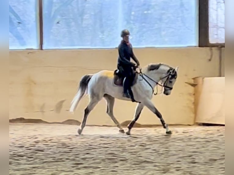 KWPN Caballo castrado 10 años 168 cm Tordo in Pelmberg