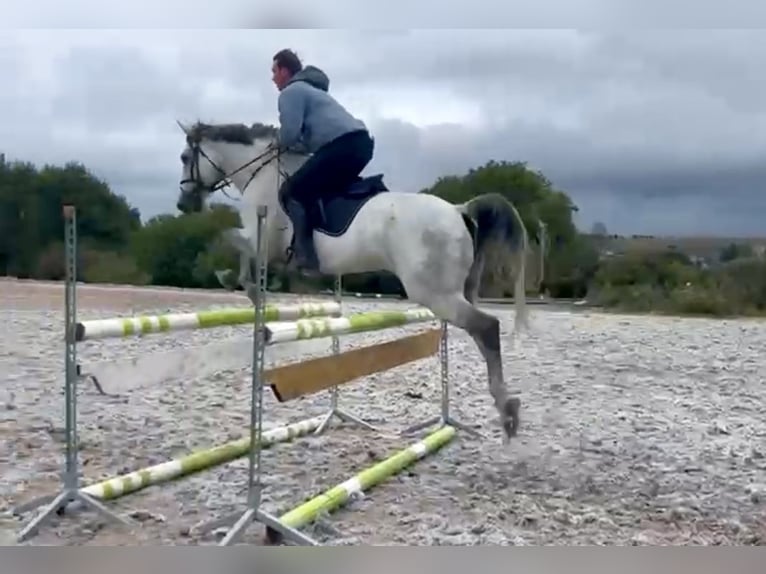 KWPN Caballo castrado 10 años 168 cm Tordo in Pelmberg