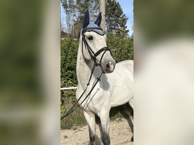 KWPN Caballo castrado 10 años 168 cm Tordo in Pelmberg