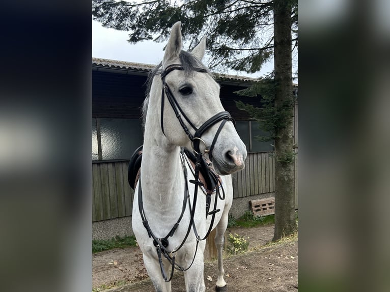 KWPN Caballo castrado 10 años 168 cm Tordo in Pelmberg