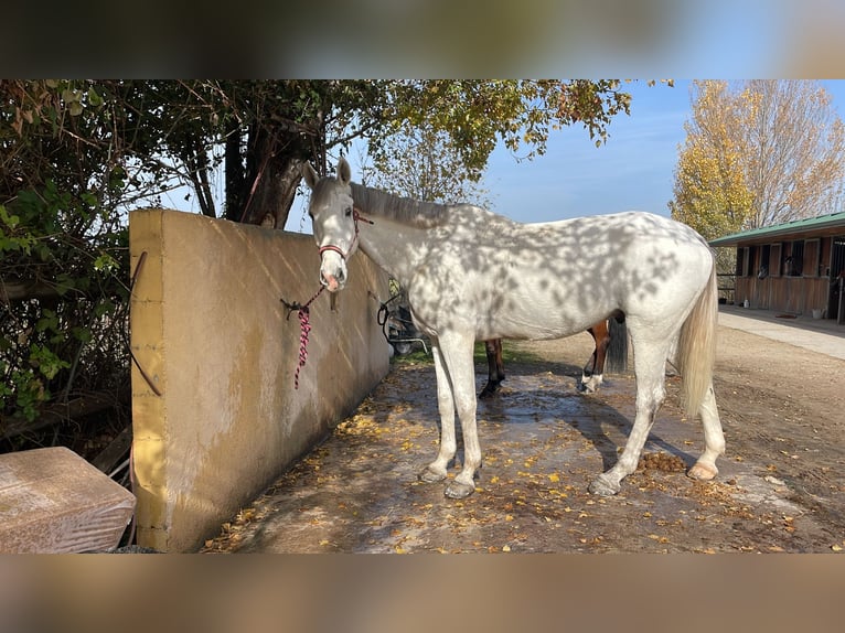 KWPN Caballo castrado 10 años 168 cm Tordo in Villanueva del Pardillo