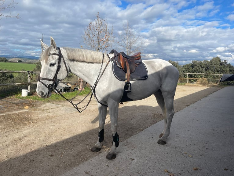 KWPN Caballo castrado 10 años 168 cm Tordo in Villanueva del Pardillo