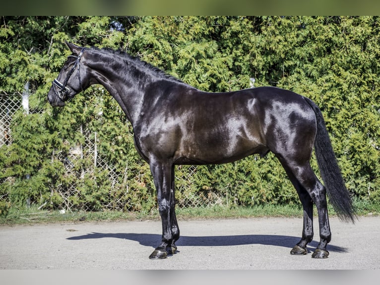 KWPN Caballo castrado 10 años 169 cm Castaño oscuro in Přelíc