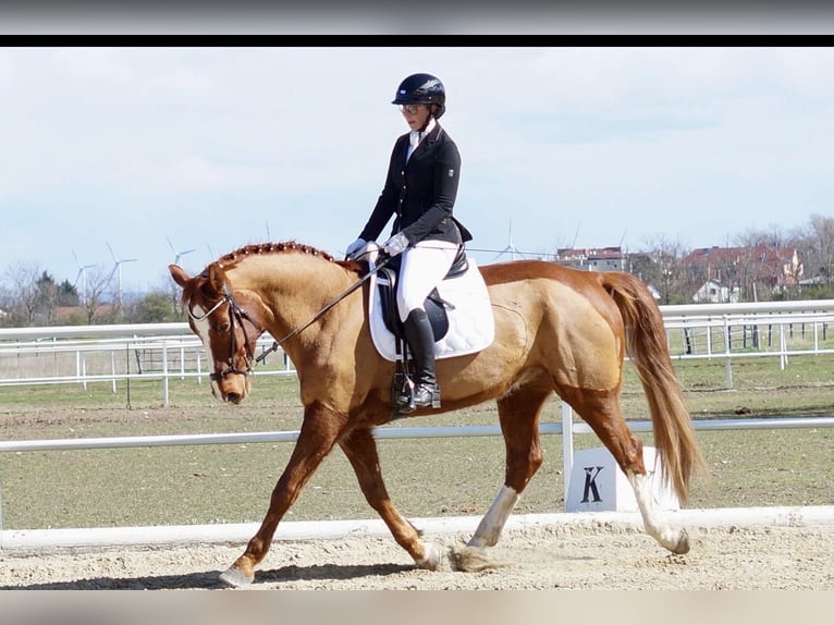 KWPN Caballo castrado 10 años 170 cm Alazán in Waltersdorf an der March