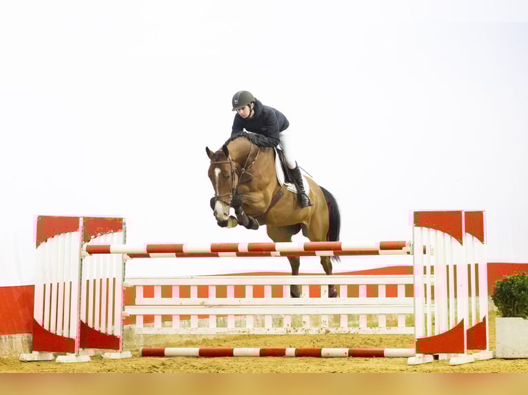 KWPN Caballo castrado 10 años 170 cm  in Waddinxveen