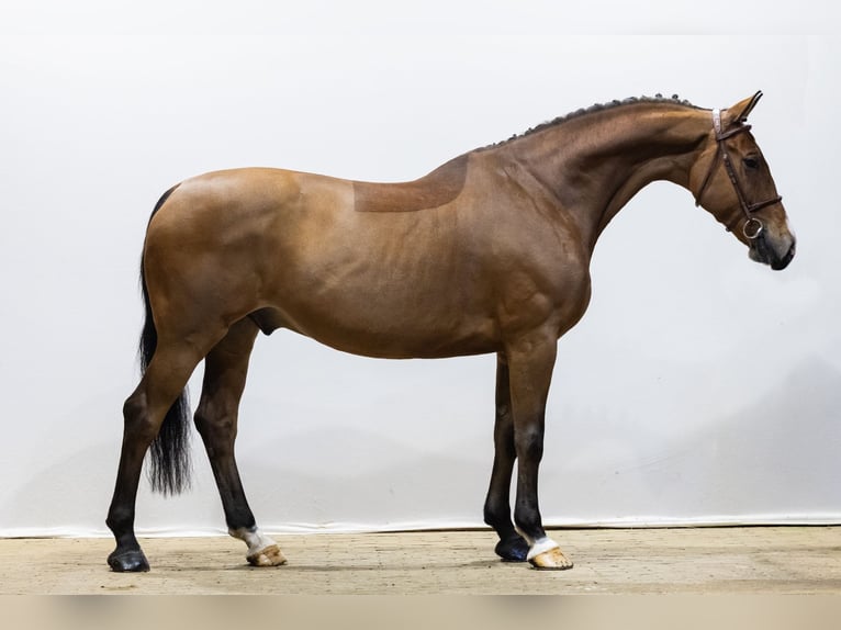 KWPN Caballo castrado 10 años 170 cm  in Waddinxveen