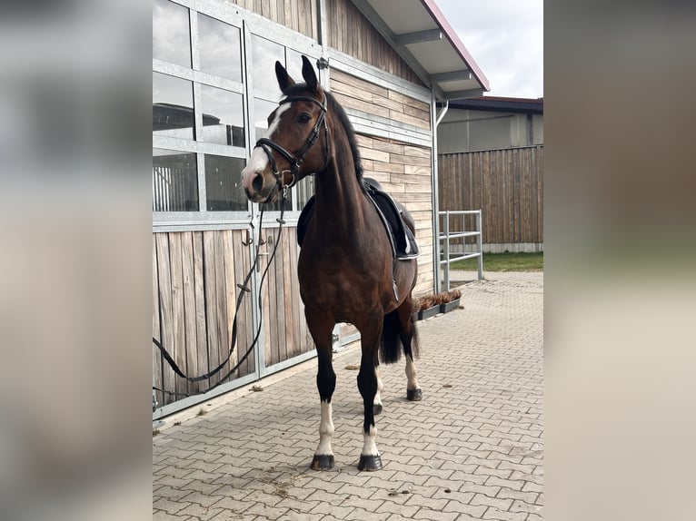 KWPN Caballo castrado 10 años 170 cm Castaño oscuro in Leipzig