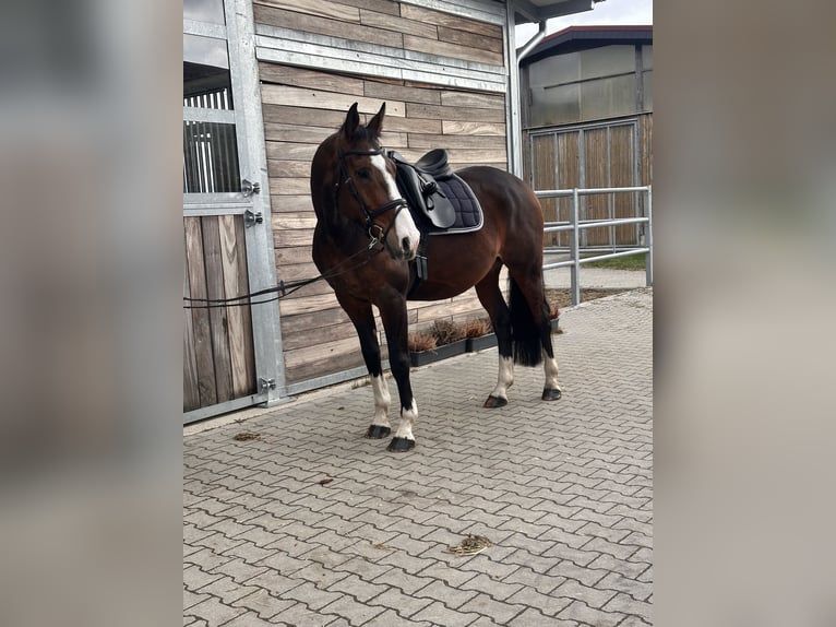 KWPN Caballo castrado 10 años 170 cm Castaño oscuro in Leipzig