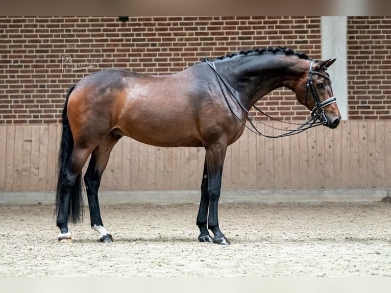 KWPN Caballo castrado 10 años 170 cm Castaño oscuro in Goch