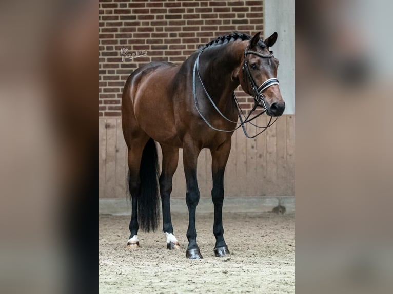 KWPN Caballo castrado 10 años 170 cm Castaño oscuro in Goch