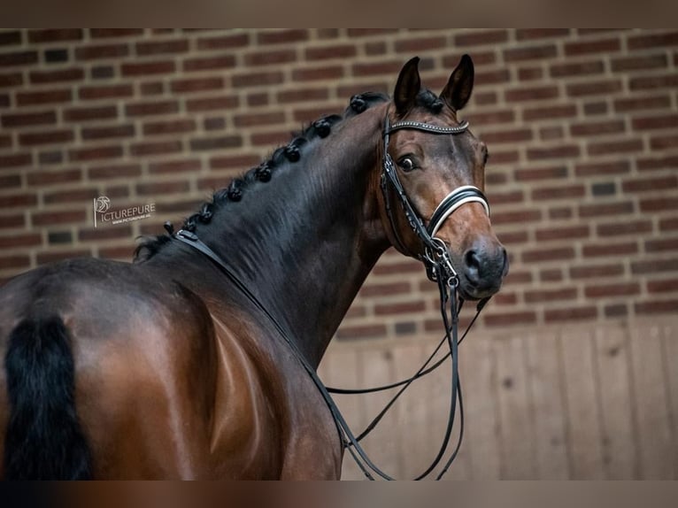 KWPN Caballo castrado 10 años 170 cm Castaño oscuro in Goch