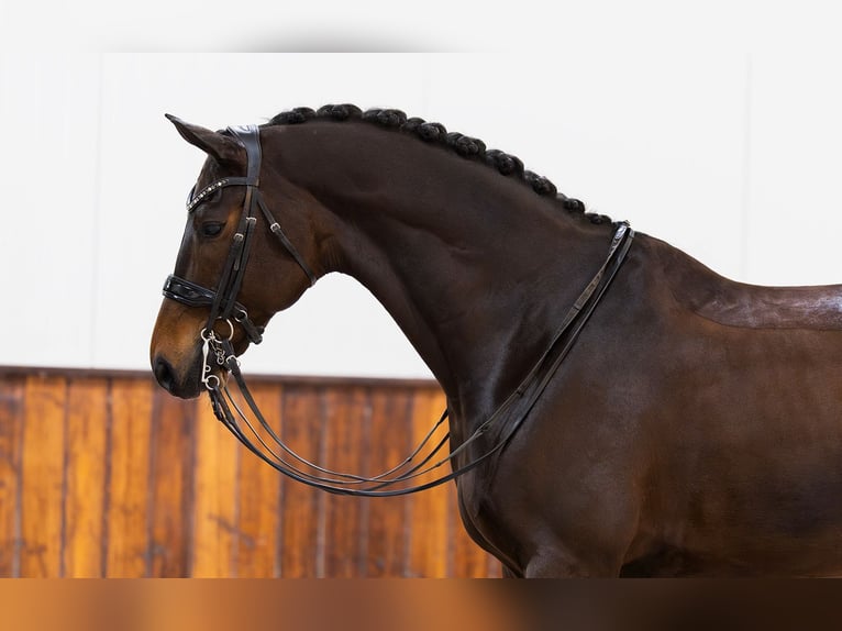 KWPN Caballo castrado 10 años 170 cm Castaño oscuro in Kwadijk