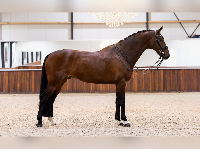 KWPN Caballo castrado 10 años 170 cm Castaño oscuro in Kwadijk