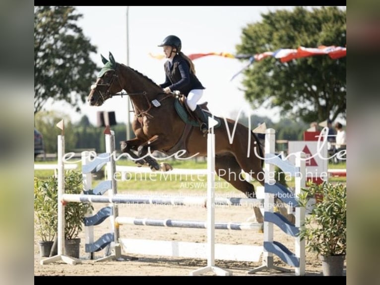 KWPN Caballo castrado 10 años 170 cm Castaño oscuro in Grevenbroich