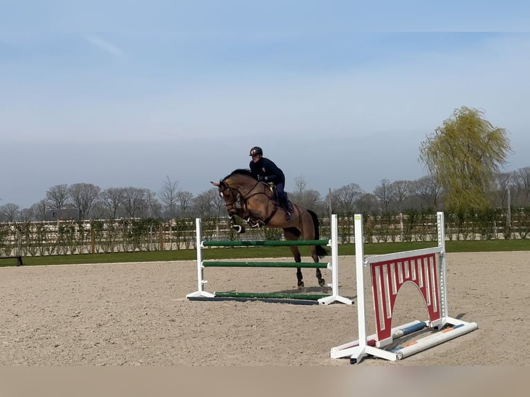 KWPN Caballo castrado 10 años 170 cm Castaño rojizo in Meijel