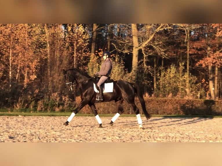 KWPN Caballo castrado 10 años 170 cm Negro in Bree