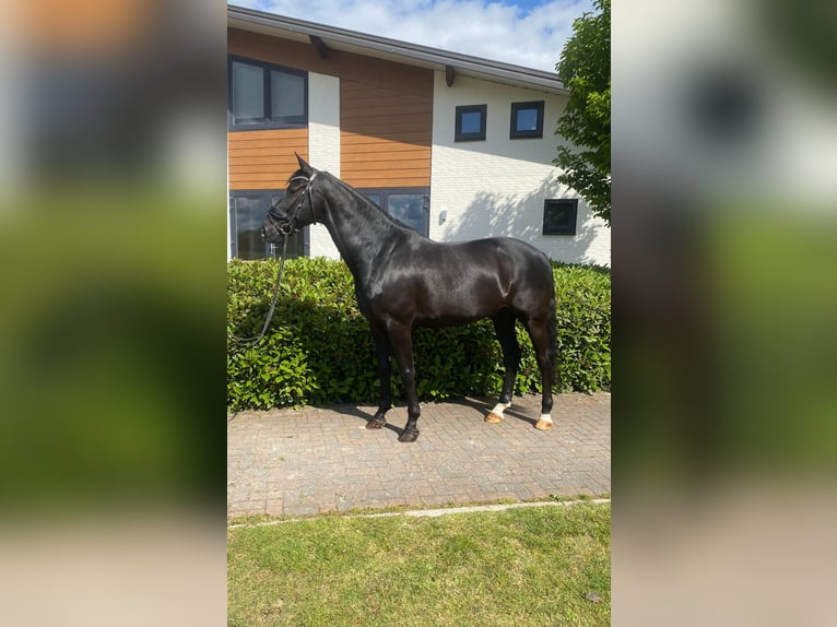 KWPN Caballo castrado 10 años 170 cm Negro in Erp