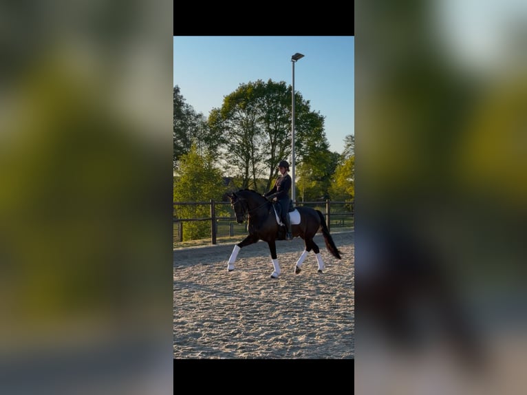KWPN Caballo castrado 10 años 170 cm Negro in Warendorf