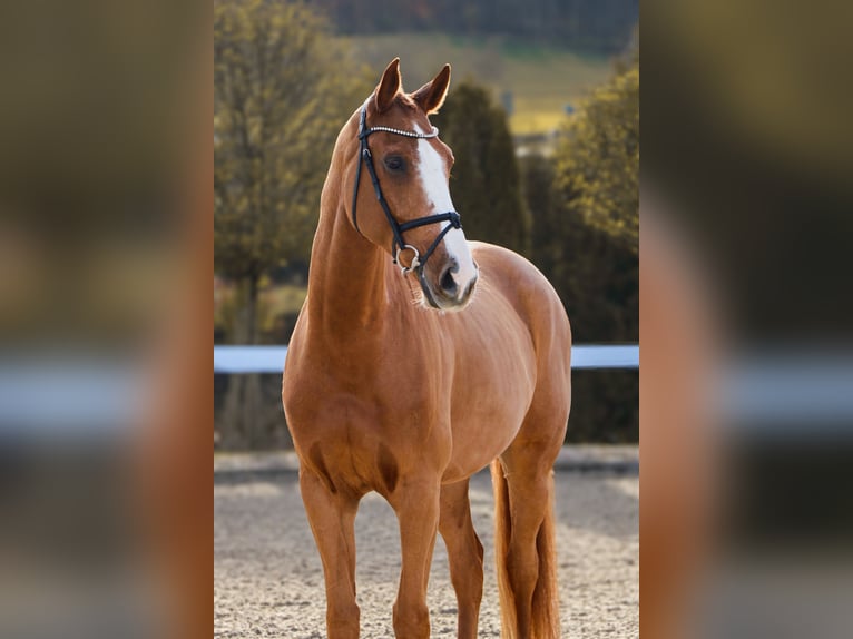 KWPN Caballo castrado 10 años 171 cm Alazán in Schw&#xE4;bisch Hall