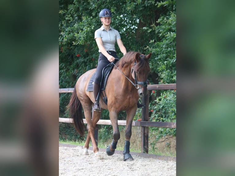 KWPN Caballo castrado 10 años 171 cm Alazán-tostado in Emmen