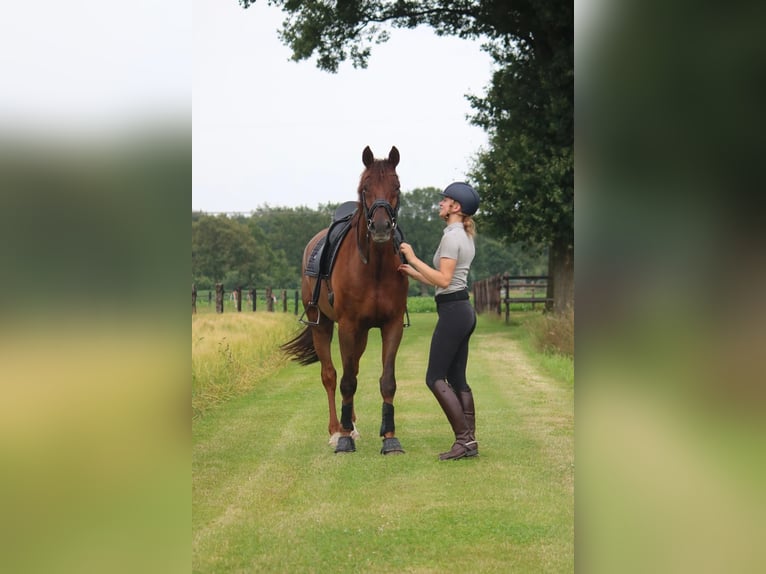 KWPN Caballo castrado 10 años 171 cm Alazán-tostado in Emmen