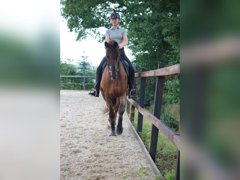 KWPN Caballo castrado 10 años 171 cm Alazán-tostado in Emmen