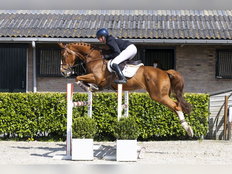 KWPN Caballo castrado 10 años 171 cm  in Waddinxveen