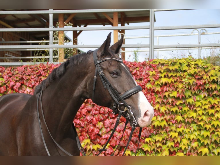 KWPN Caballo castrado 10 años 171 cm Morcillo in Neckargemünd