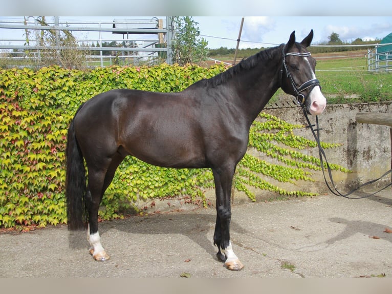 KWPN Caballo castrado 10 años 171 cm Morcillo in Neckargemünd