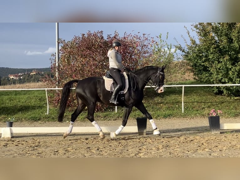 KWPN Caballo castrado 10 años 171 cm Morcillo in Neckargemünd