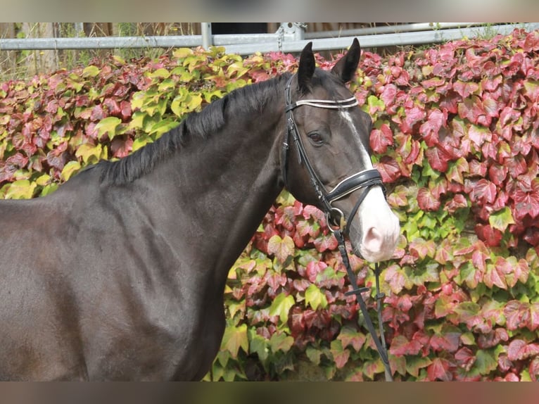 KWPN Caballo castrado 10 años 171 cm Morcillo in Neckargemünd