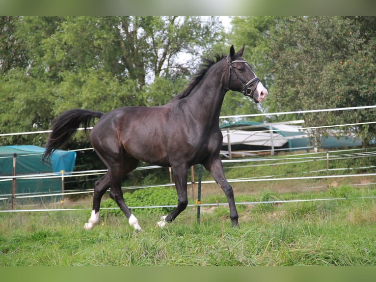 KWPN Caballo castrado 10 años 171 cm Morcillo in Neckargemünd