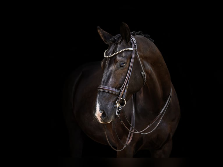 KWPN Caballo castrado 10 años 171 cm Negro in Vilnius