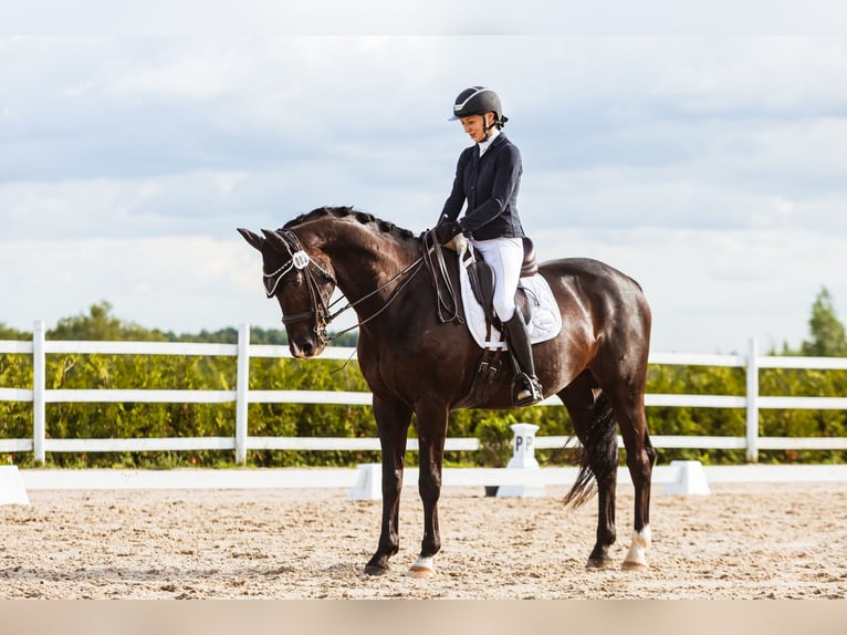 KWPN Caballo castrado 10 años 171 cm Negro in Vilnius