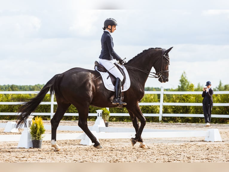 KWPN Caballo castrado 10 años 171 cm Negro in Vilnius
