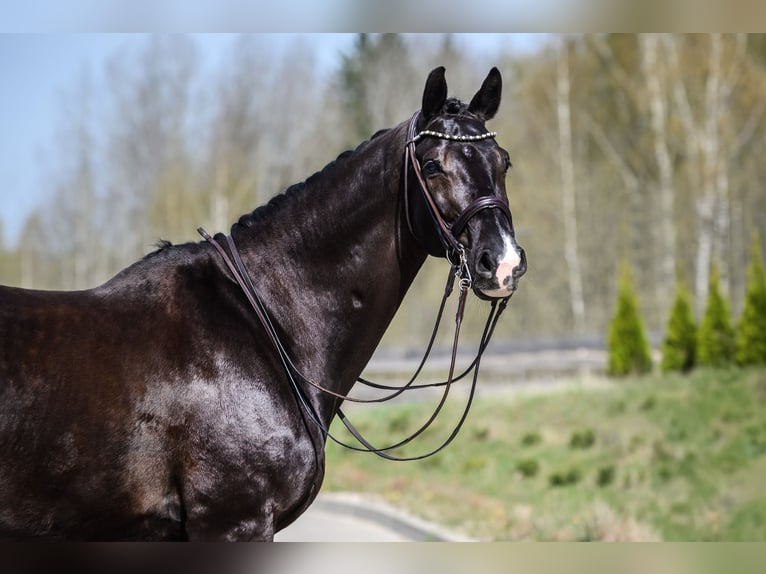 KWPN Caballo castrado 10 años 171 cm Negro in Vilnius