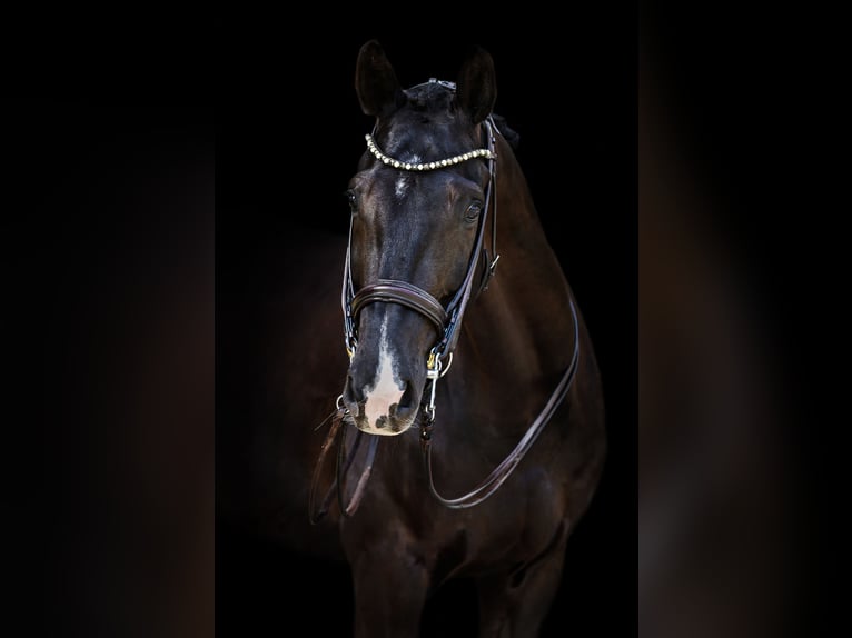 KWPN Caballo castrado 10 años 171 cm Negro in Vilnius