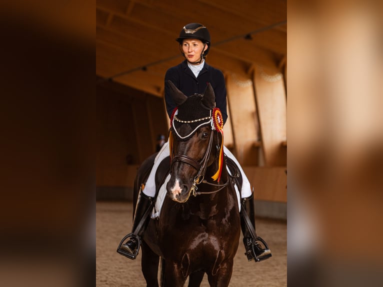 KWPN Caballo castrado 10 años 171 cm Negro in Vilnius