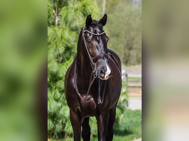 KWPN Caballo castrado 10 años 171 cm Negro in Vilnius