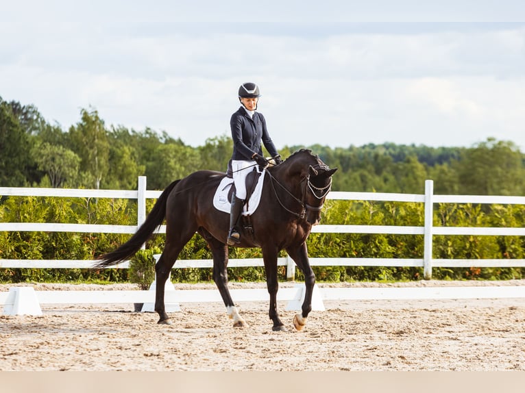 KWPN Caballo castrado 10 años 171 cm Negro in Vilnius
