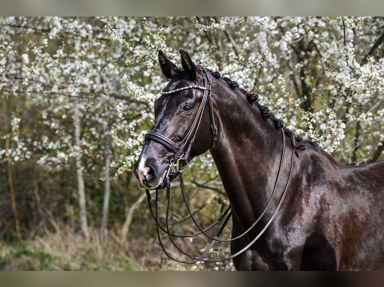 KWPN Caballo castrado 10 años 171 cm Negro in Vilnius