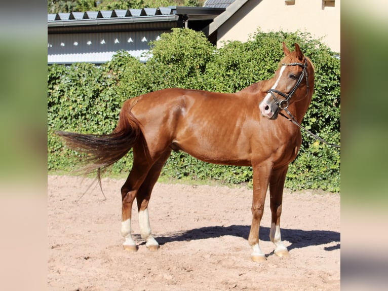 KWPN Caballo castrado 10 años 172 cm Alazán in Sonnefeld