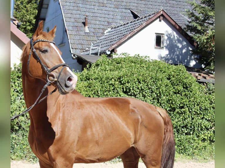 KWPN Caballo castrado 10 años 172 cm Alazán in Sonnefeld