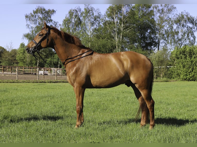 KWPN Caballo castrado 10 años 172 cm Alazán-tostado in Otterlo