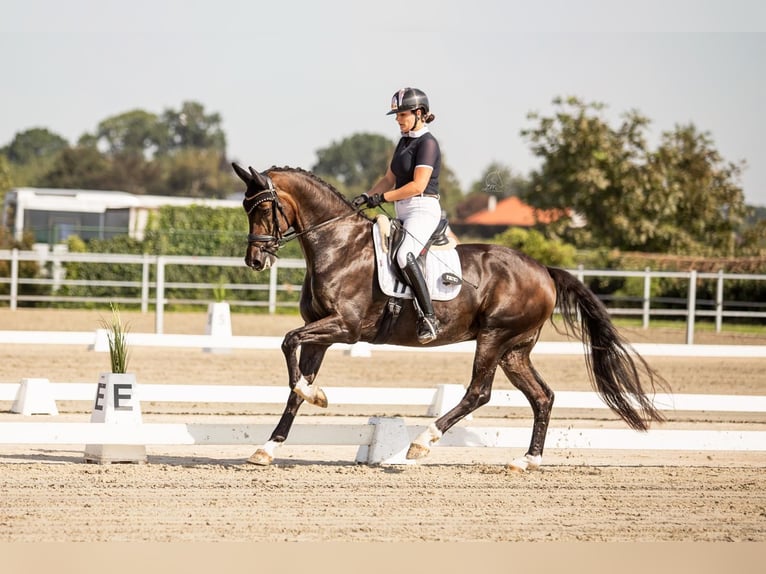 KWPN Caballo castrado 10 años 172 cm Castaño oscuro in Bocholt